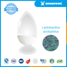 Lactobacillus acidophilus probiotique de santé
